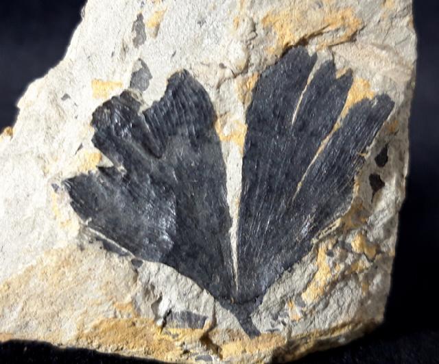 Ginkgo huttoni (STERNBERG in HEER 1876) - Bild © FossNet FossilienStore